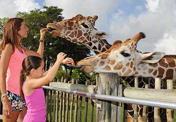 Exploring the 6 Top Zoos in Denver for Kids to Discover Wildlife